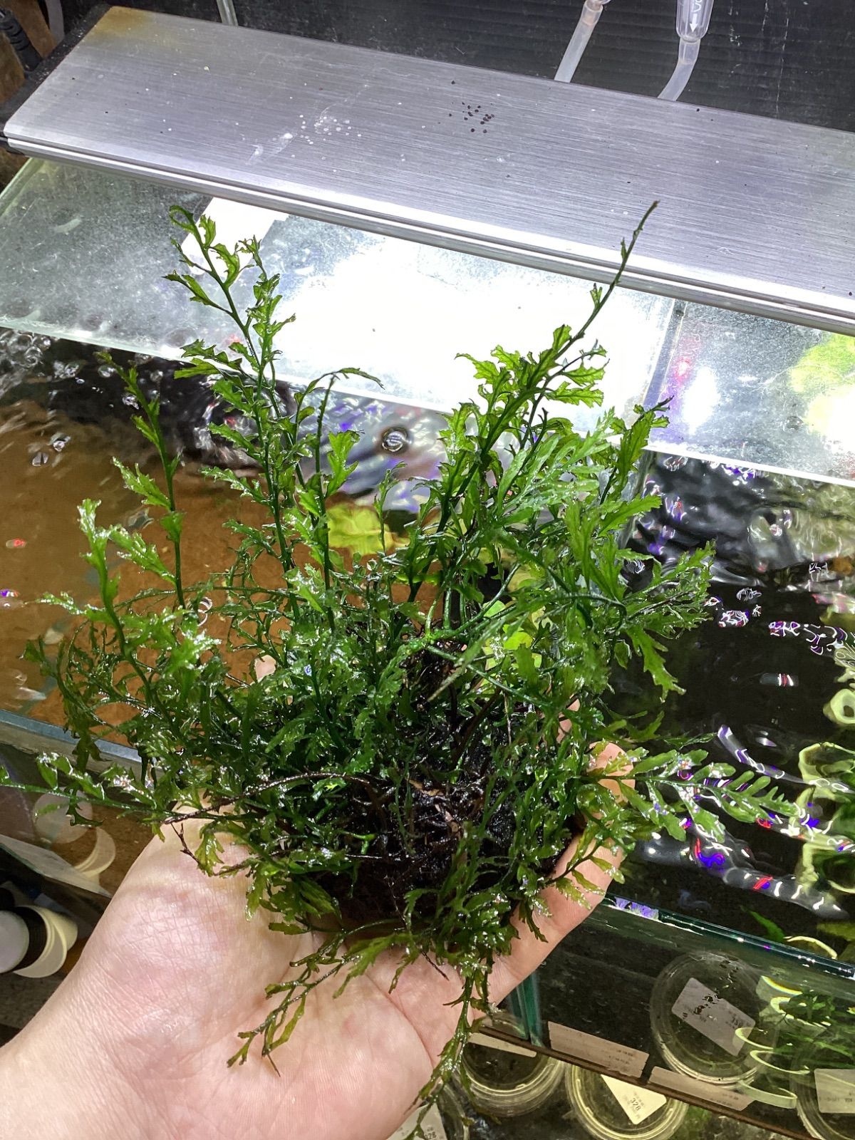 ボルビティスsp細葉　溶岩石付き　大株