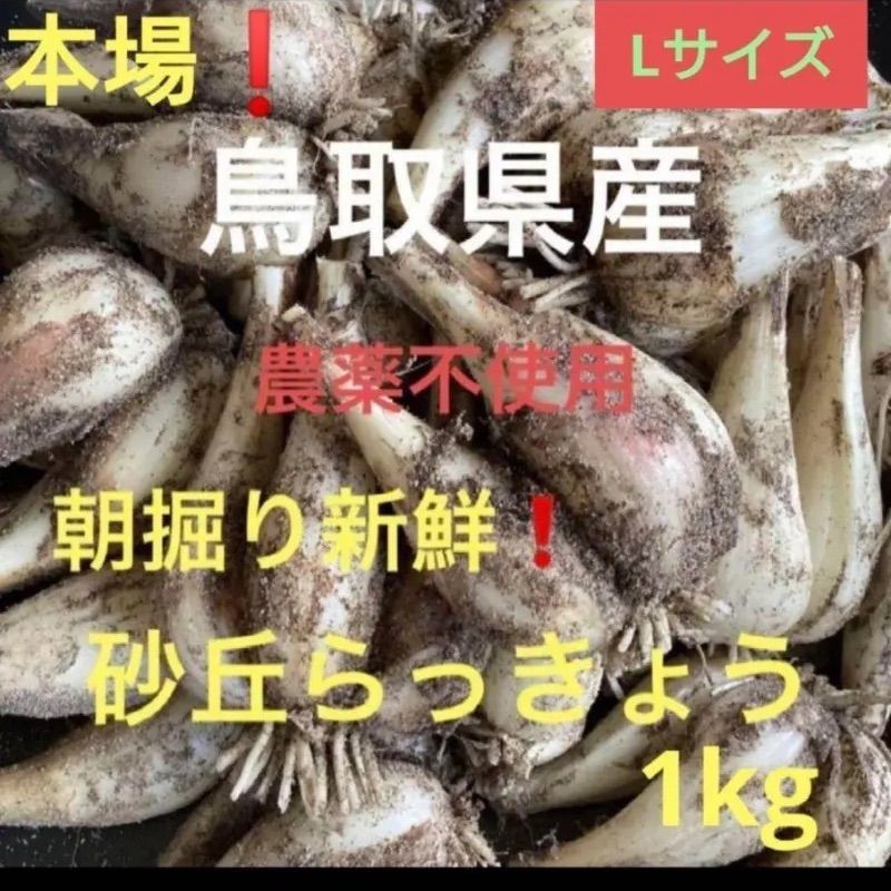 初物❗️鳥取県産 砂丘らっきょう らっきょう〘 7日午前中着〙 鳥取