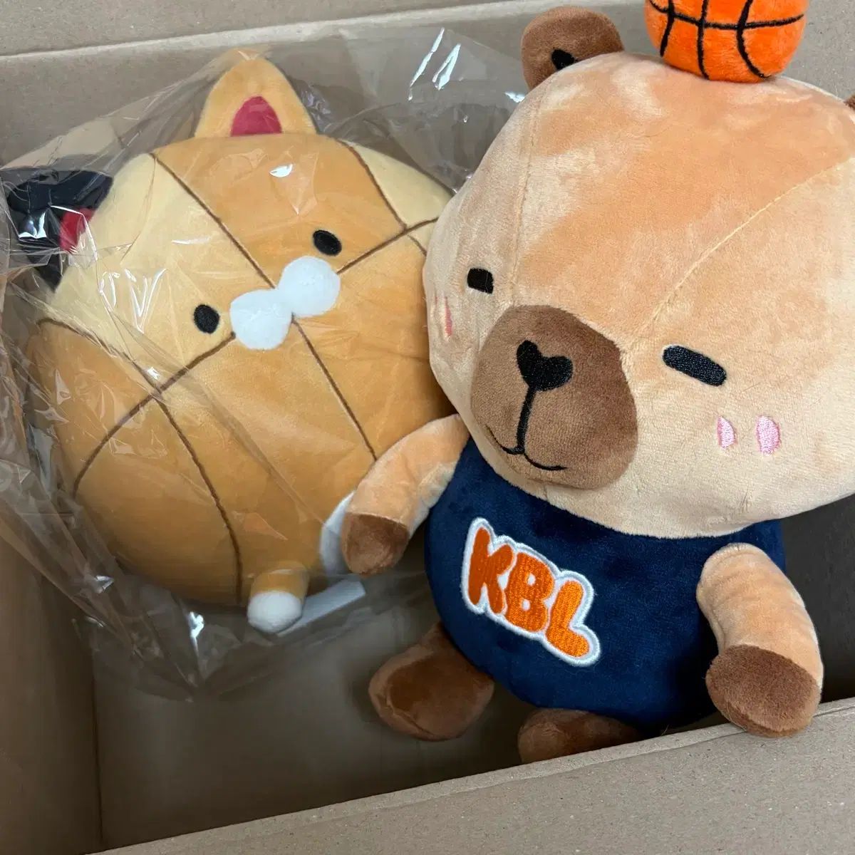 KBL 野良猫 バスヴァラ