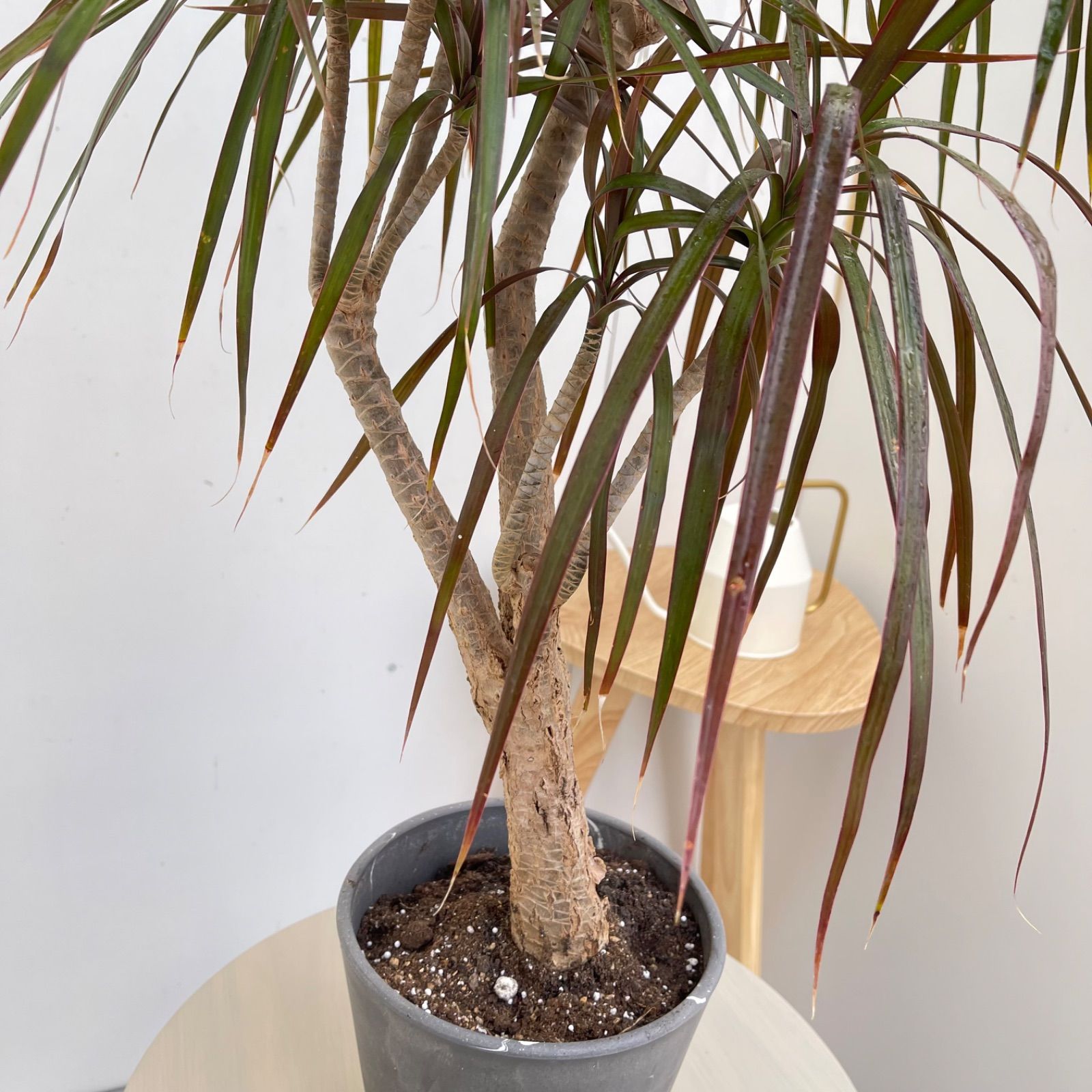 ドラセナ コンシンネ マジェンタ 1【現品】観葉植物 室内 大型 現品