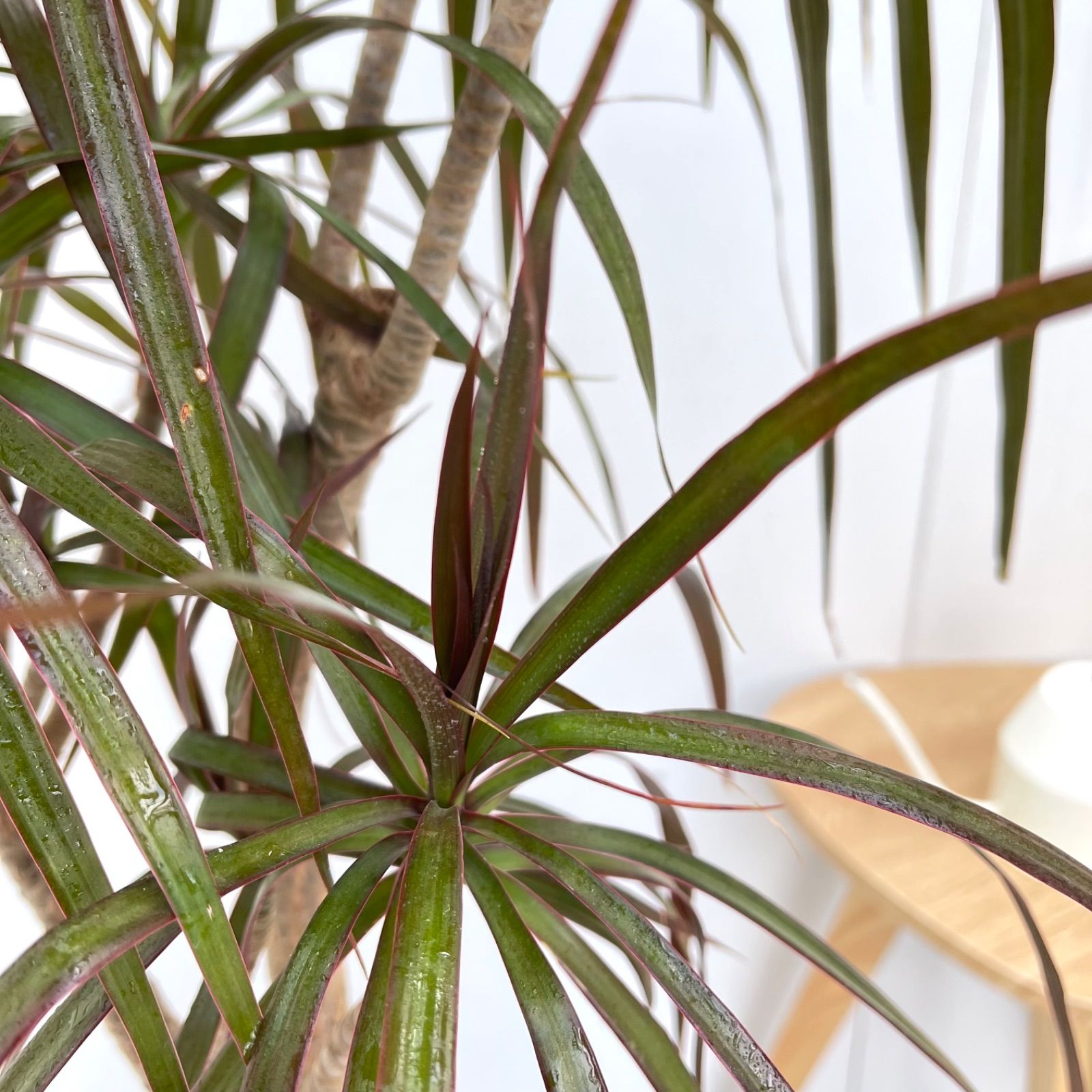 ［現品］17番　ドラセナコンシンネ　マジェンタ　観葉植物　室内　8号　かっこいい ドラセナ コンシンネ マジェンタ マーブルポット 20【現品】観葉植物