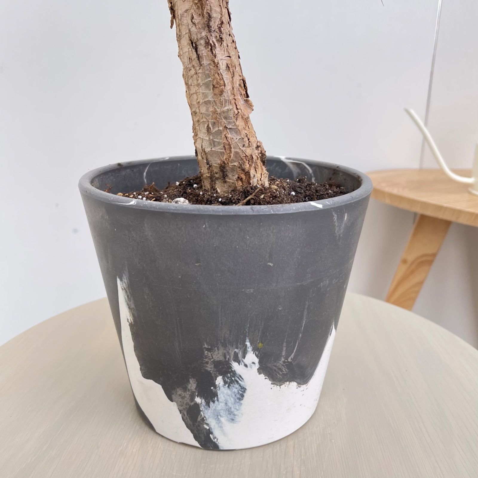 観葉植物 現品 ドラセナ コンシンネ マジェンタ 11番 観葉植物 特大