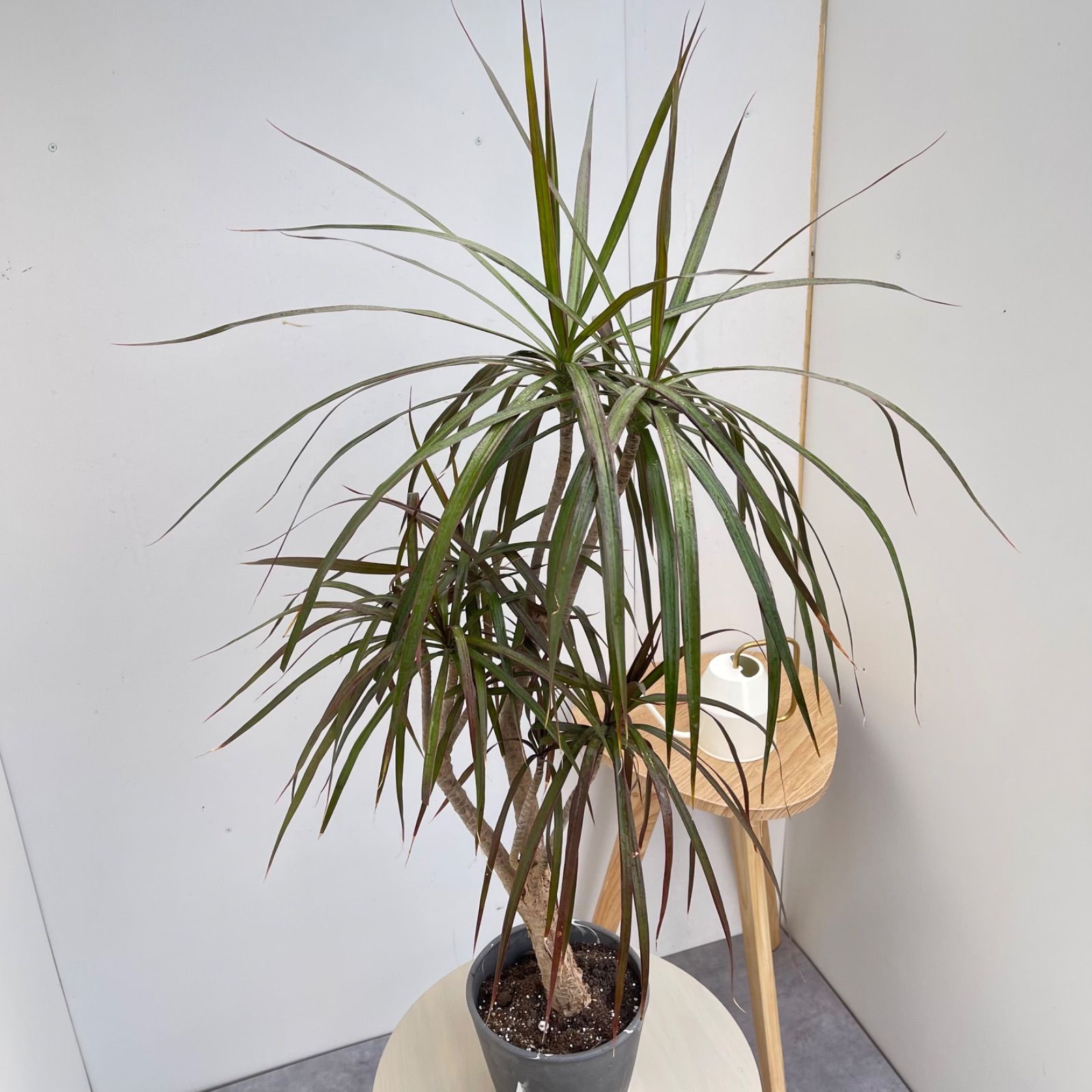 ドラセナ コンシンネ マジェンタ 1【現品】観葉植物 室内 大型 現品