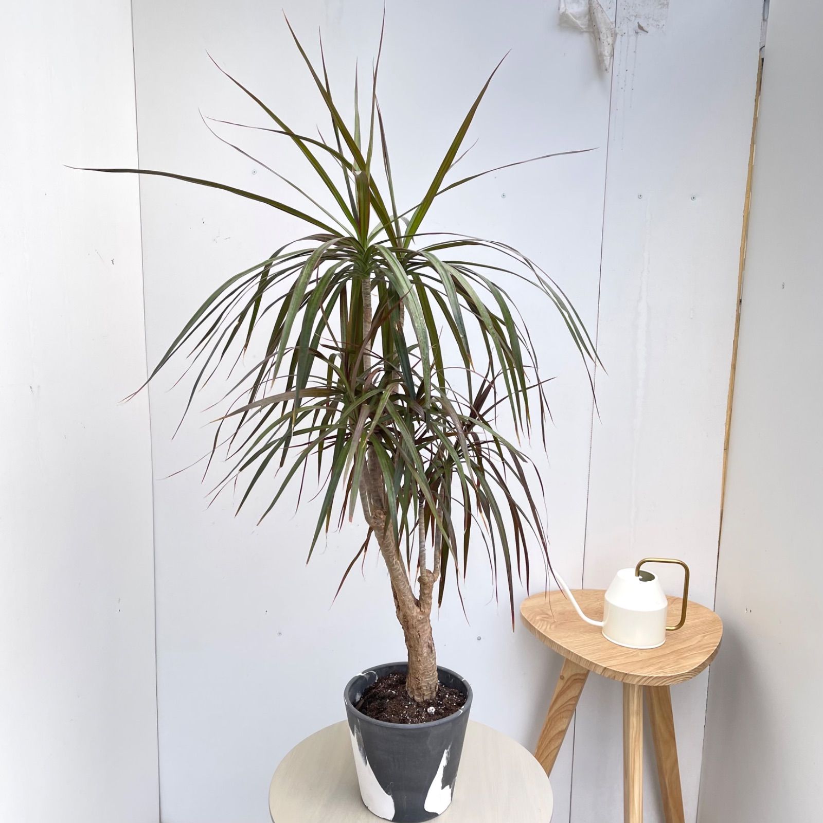 ドラセナ コンシンネ マジェンタ マーブルポット 20【現品】観葉植物
