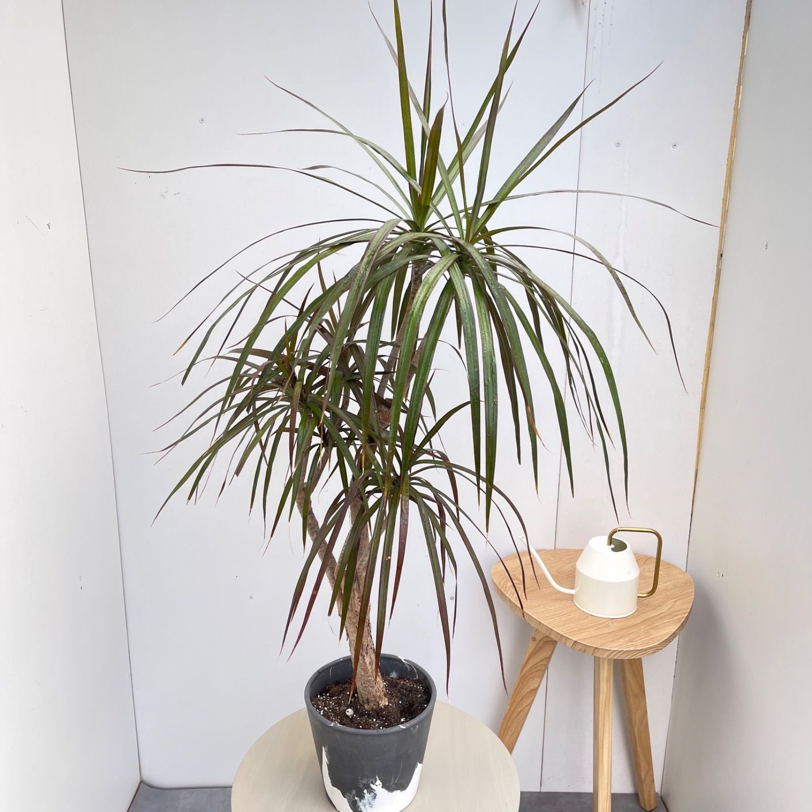 ドラセナ　コンシンネ　マジェンタ　マーブルポット　20【現品】観葉植物　室内　大型　6号