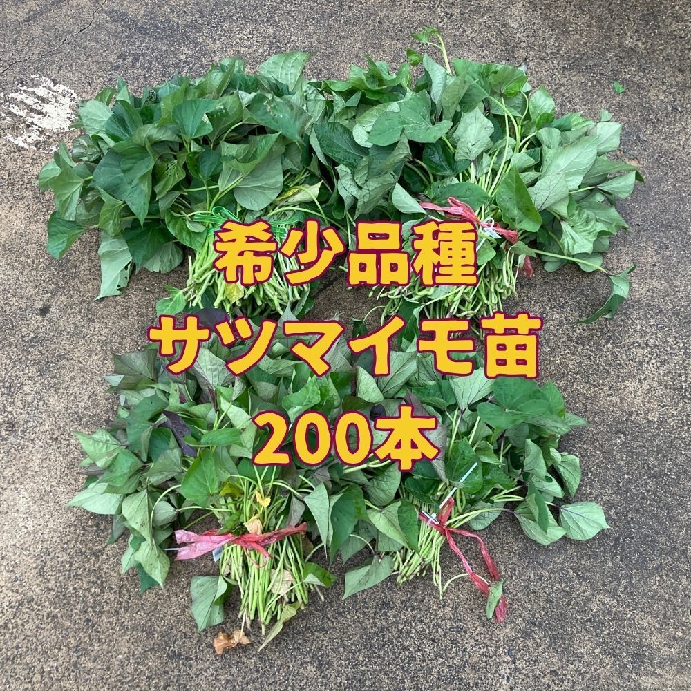 【品種指定可】サツマイモ苗 希少品種 200本