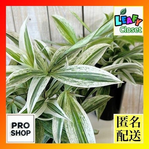 観葉植物 白斑ドラセナ スルクロサホワイト 3号硬質ポット(個体