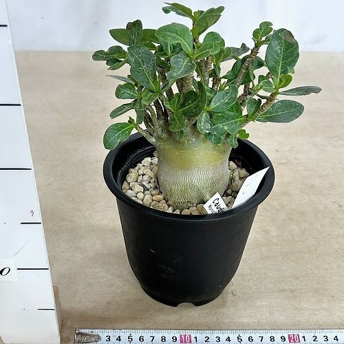 塊根植物 選べるアデニウム モンスター 5号鉢(現品) 個体D～F