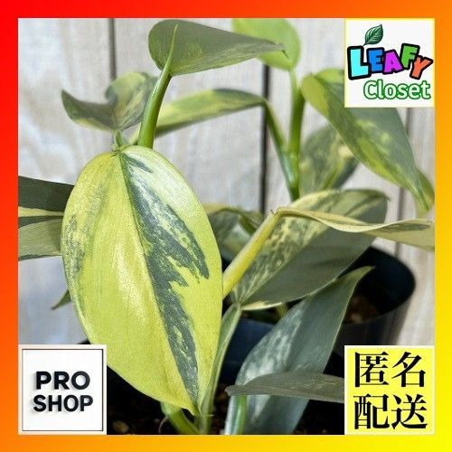観葉植物　斑入りフィロデンドロン シルバーメタル バリエガーテッド 4号硬質ポット(個体おまかせ1鉢)　インテリアグリーン 室内園芸 おしゃれ 可愛い かわいい(507205)