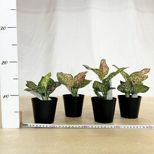 観葉植物 アグラオネマ アンヤマニートリカラー 3号硬質ポット(個体