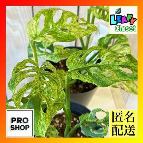 観葉植物　ミント斑マドカズラ(アダンソニー モトルドバリエガータ) 4号硬質ポット(個体おまかせ1鉢)　インテリアグリーン 室内園芸 おしゃれ 可愛い かわいい(507208)