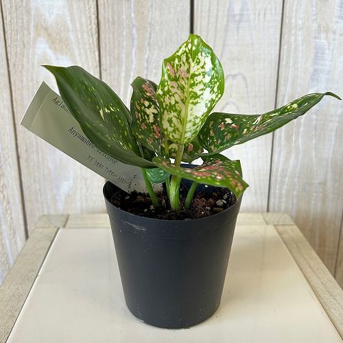 観葉植物 アグラオネマ アンヤマニートリカラー 3号硬質ポット(個体