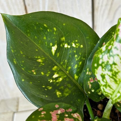 観葉植物 アグラオネマ アンヤマニートリカラー 3号硬質ポット(個体