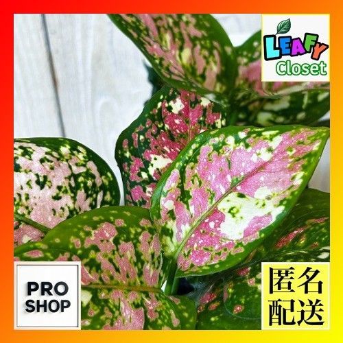 観葉植物 アグラオネマ アンヤマニートリカラー 3号硬質ポット(個体