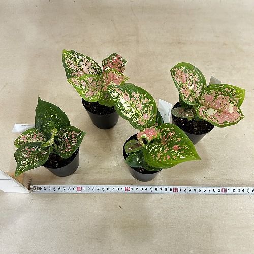 観葉植物 アグラオネマ アンヤマニートリカラー 3号硬質ポット(個体