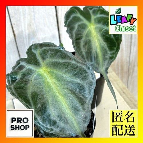 注目　アロカシア ヴェノム 株小さめ 3号鉢(個体おまかせ1鉢)　観葉植物 インテリアグリーン 室内園芸 おしゃれ 希少種 レア 珍しい(507216)