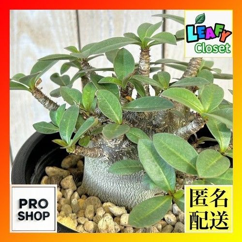 塊根植物 選べるアデニウム モンスター 5号鉢(現品) 個体D~F コーデックス 室内園芸 おしゃれ 可愛い かわいい(s-507195)