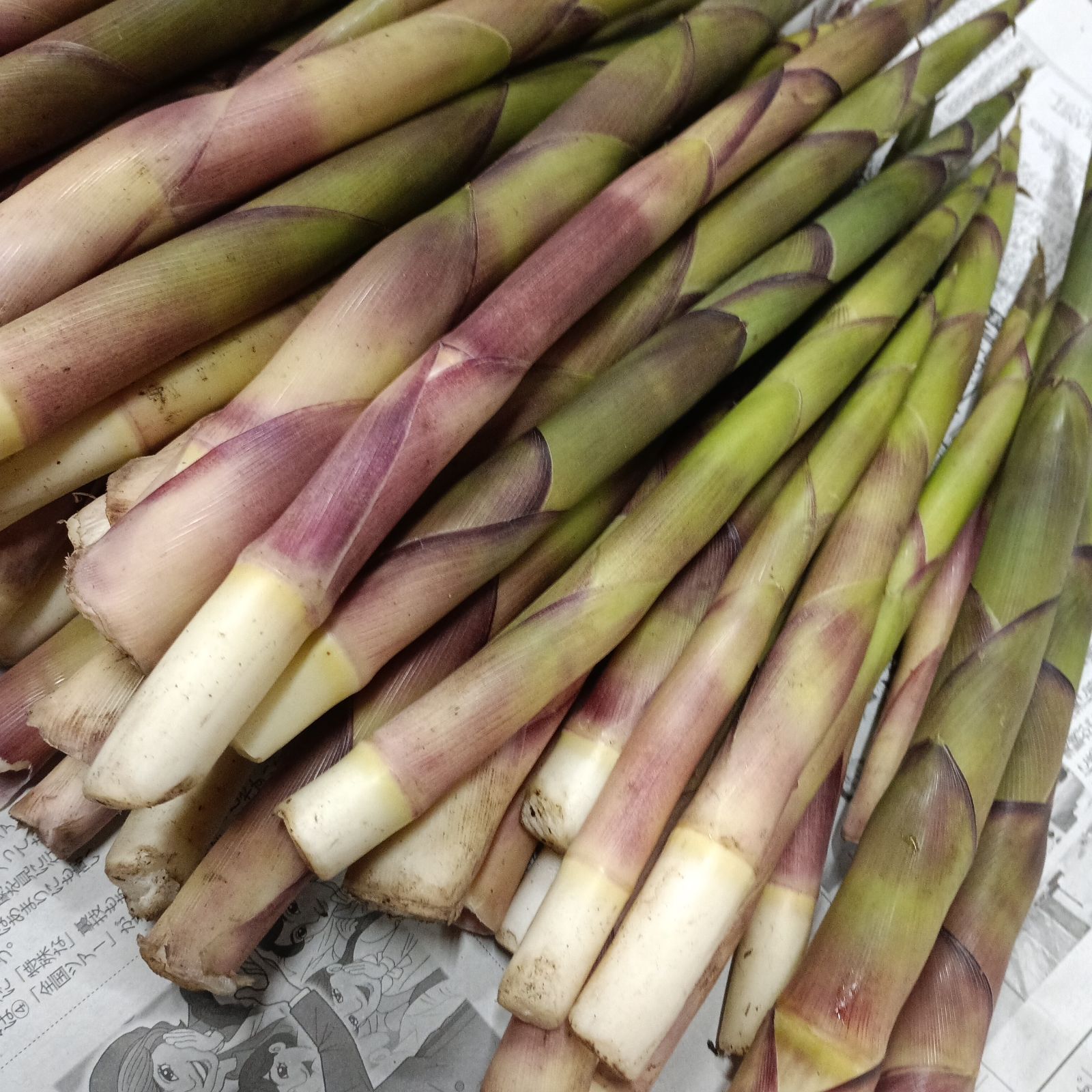 天然ネマガリダケ 3kg 姫竹 山菜 タケノコ 新品 - メルカリ