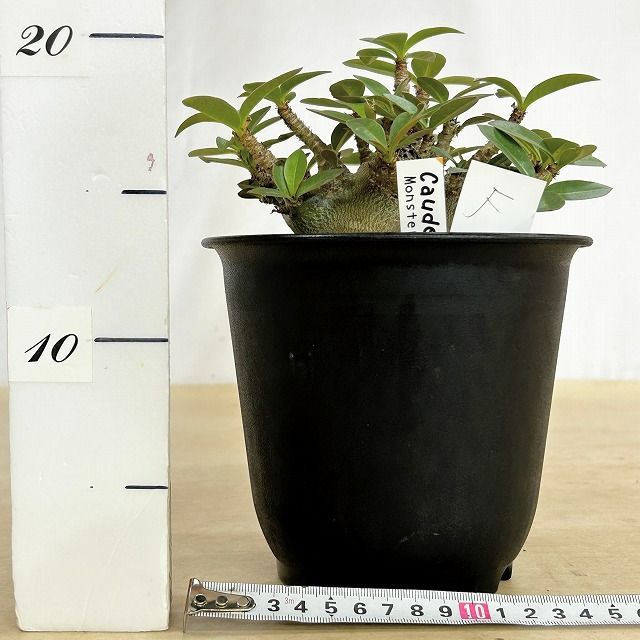 塊根植物 選べるアデニウム モンスター 5号鉢(現品) 個体D～F