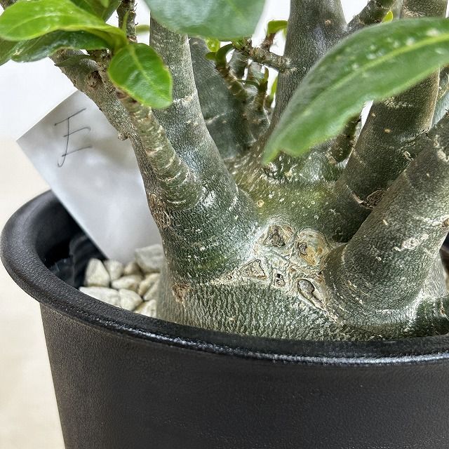 塊根植物 選べるアデニウム モンスター 5号鉢(現品) 個体D～F