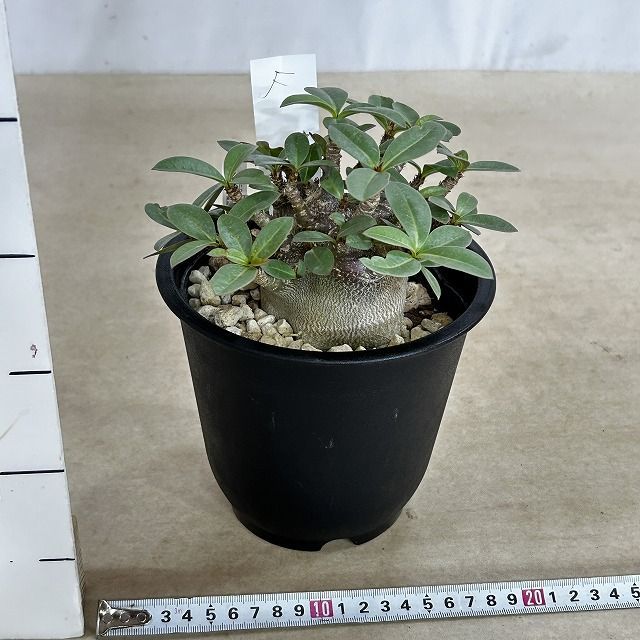 塊根植物 選べるアデニウム モンスター 5号鉢(現品) 個体D～F