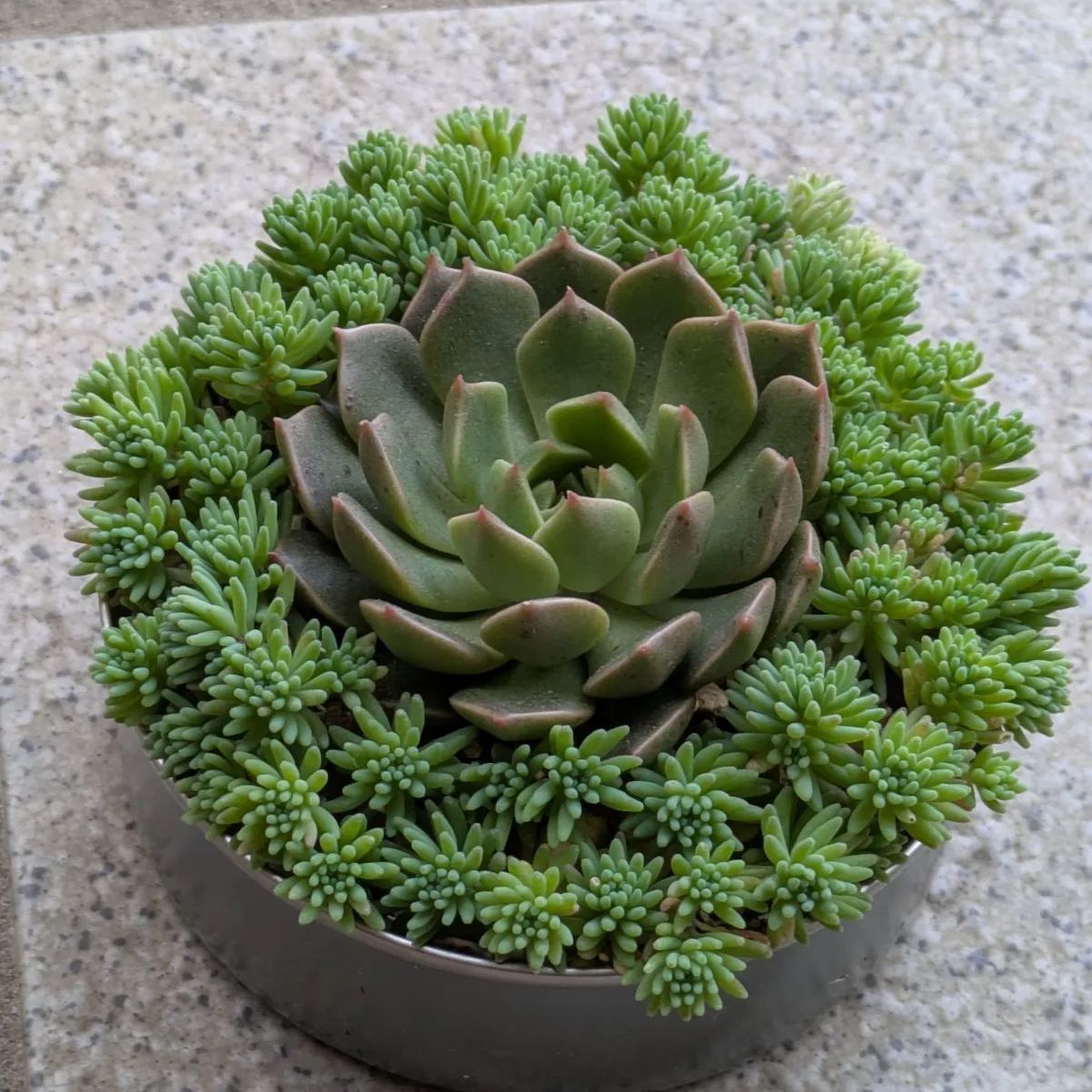 多肉植物 カット苗 オリビア パリダム寄せ植えセット 8.5センチ缶 