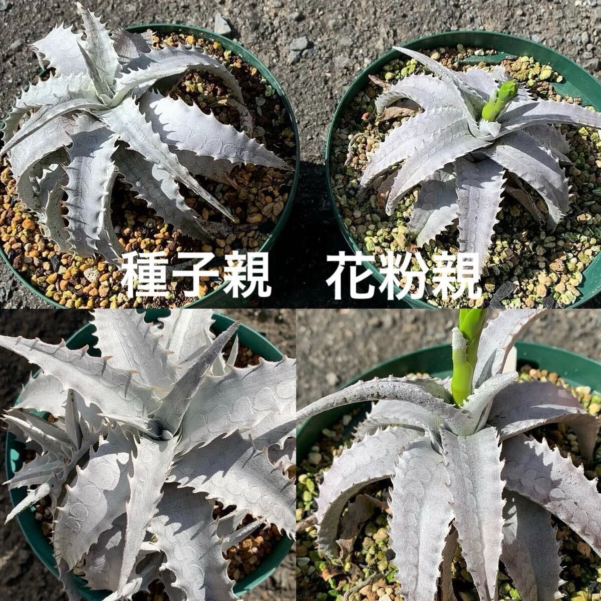 Encholirium pedicellatum seeds ×5 エンコリリウム ペディセラタム