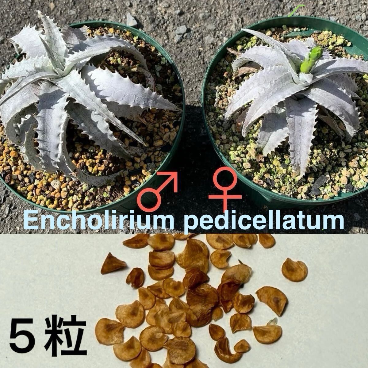 Encholirium pedicellatum seeds ×5 エンコリリウム ペディセラタム