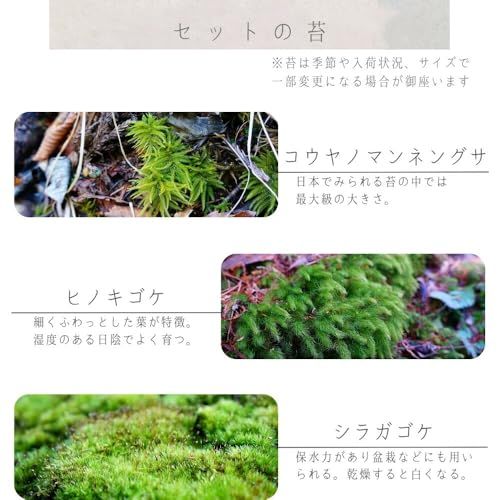 【制作キット】【石畳が作れる】 S:10cm 霧吹き・ピンセット LEDライト付 苔テラリウム プレゼント 作成キット 苔セット 苔 制作 ハンドメイド 自作キット 手作り ギフトas bac544d2