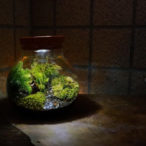 【制作キット】【石畳が作れる】 S:10cm 霧吹き・ピンセット LEDライト付 苔テラリウム プレゼント 作成キット 苔セット 苔 制作 ハンドメイド 自作キット 手作り ギフトas bac544d2