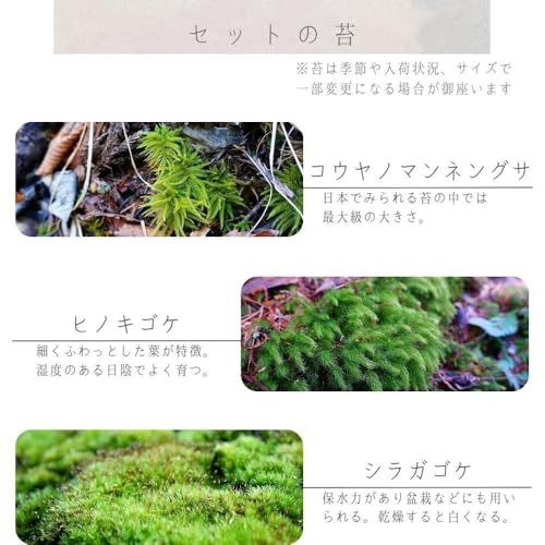 【スターターキット】 S：10ｃｍ LEDライト付 苔テラリウム 作成キット 苔セッ ト 白砂 カラーサンド ハンドメイド 自作キット 手作り ギフトas b6fc2146