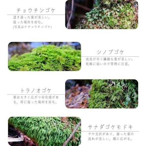 【スターターキット】 S：10ｃｍ LEDライト付 苔テラリウム 作成キット 苔セッ ト 白砂 カラーサンド ハンドメイド 自作キット 手作り ギフトas b6fc2146