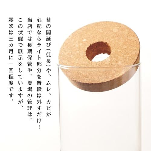 【スターターキット】 S：10ｃｍ LEDライト付 苔テラリウム 作成キット 苔セッ ト 白砂 カラーサンド ハンドメイド 自作キット 手作り ギフトas b6fc2146