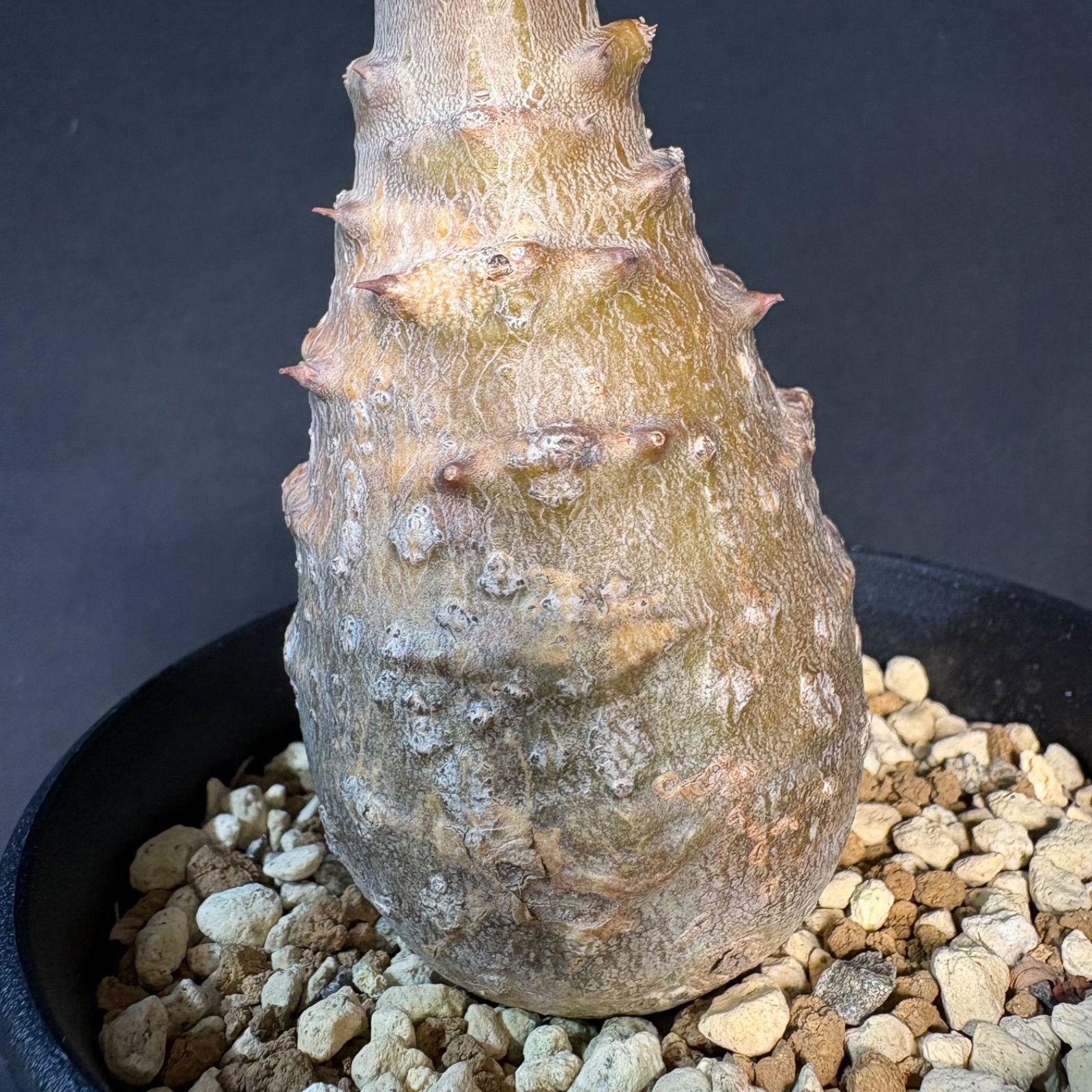 パキポディウム ウィンゾリー 美株 実生株 鉢ごと発送 匿名配送 - メルカリ