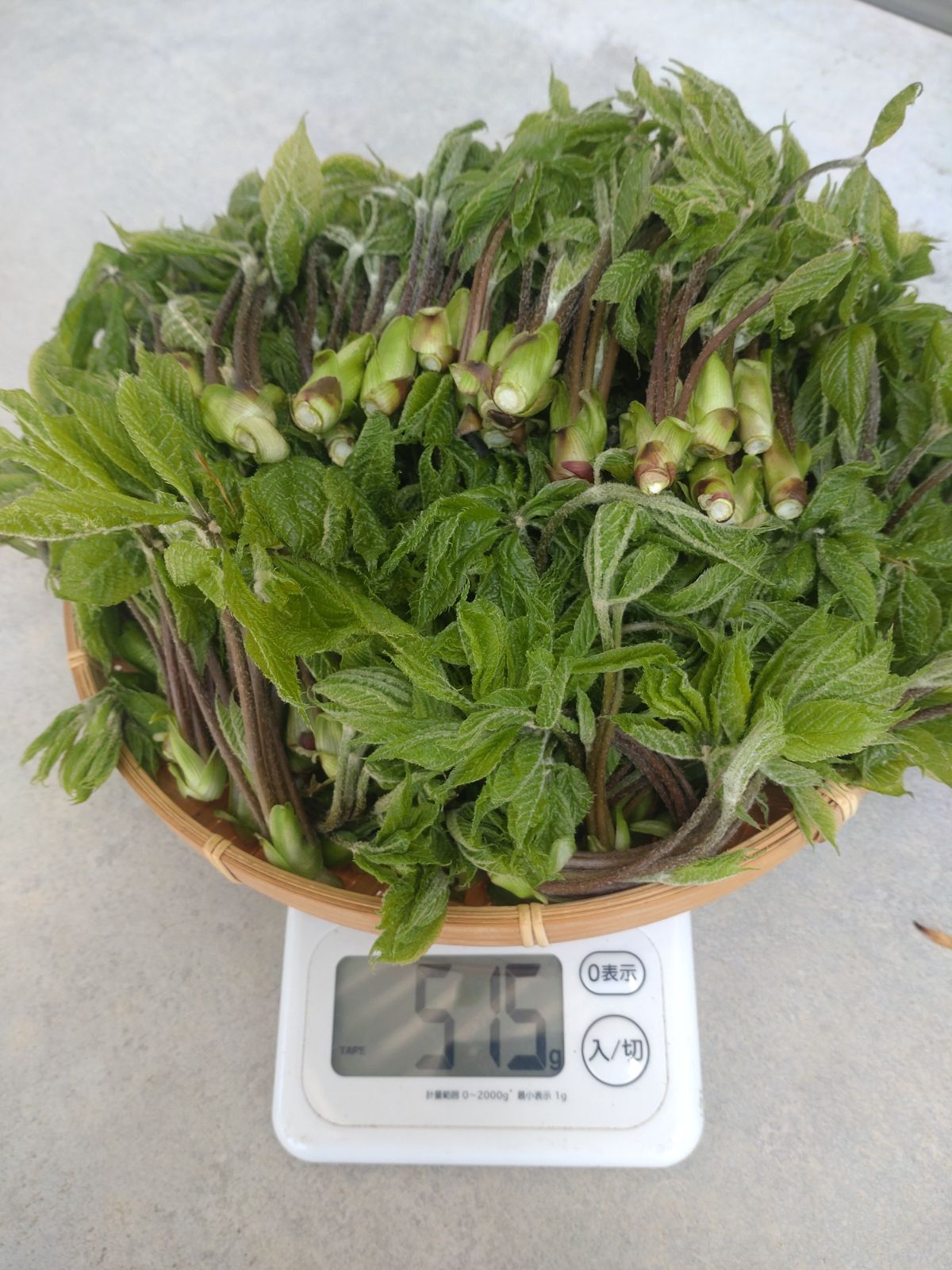 【クール便】天然・朝採り山菜の女王コシアブラ500g本日発送！