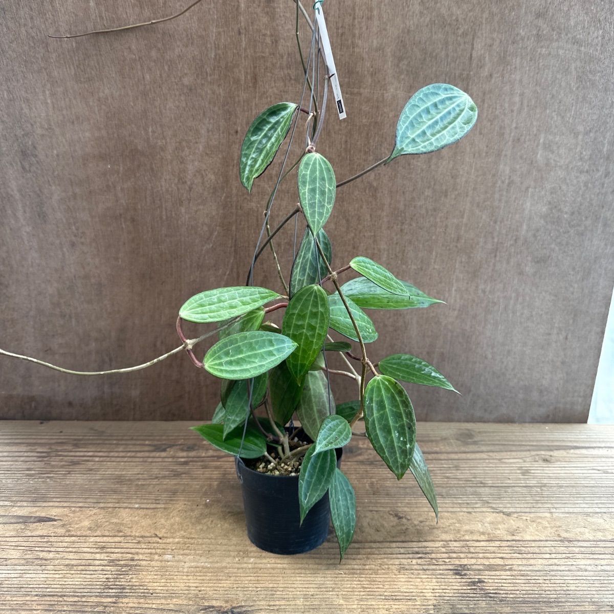 ホヤ ラオ ② 現品 Hoya Lao ガガイモ科 ホヤ属 サクララン 桜蘭 観葉
