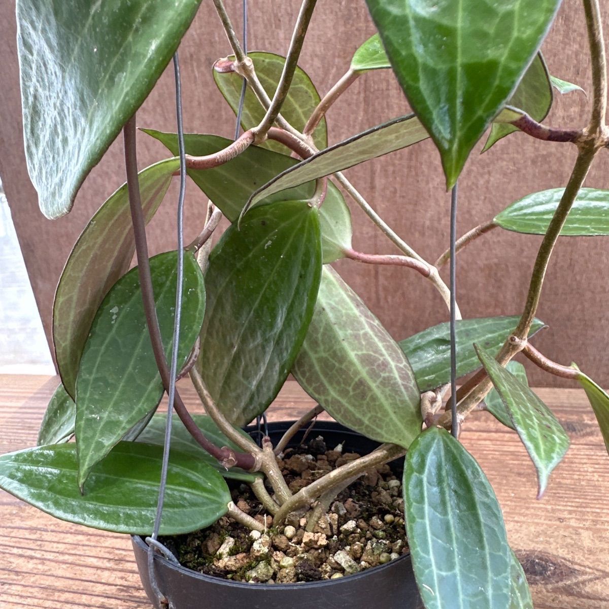 レア　珍種ホヤ　Hoya Uniflora サクララン② ホヤ ラオ ② 現品 Hoya Lao ガガイモ科 ホヤ属 サクララン 桜蘭 観葉