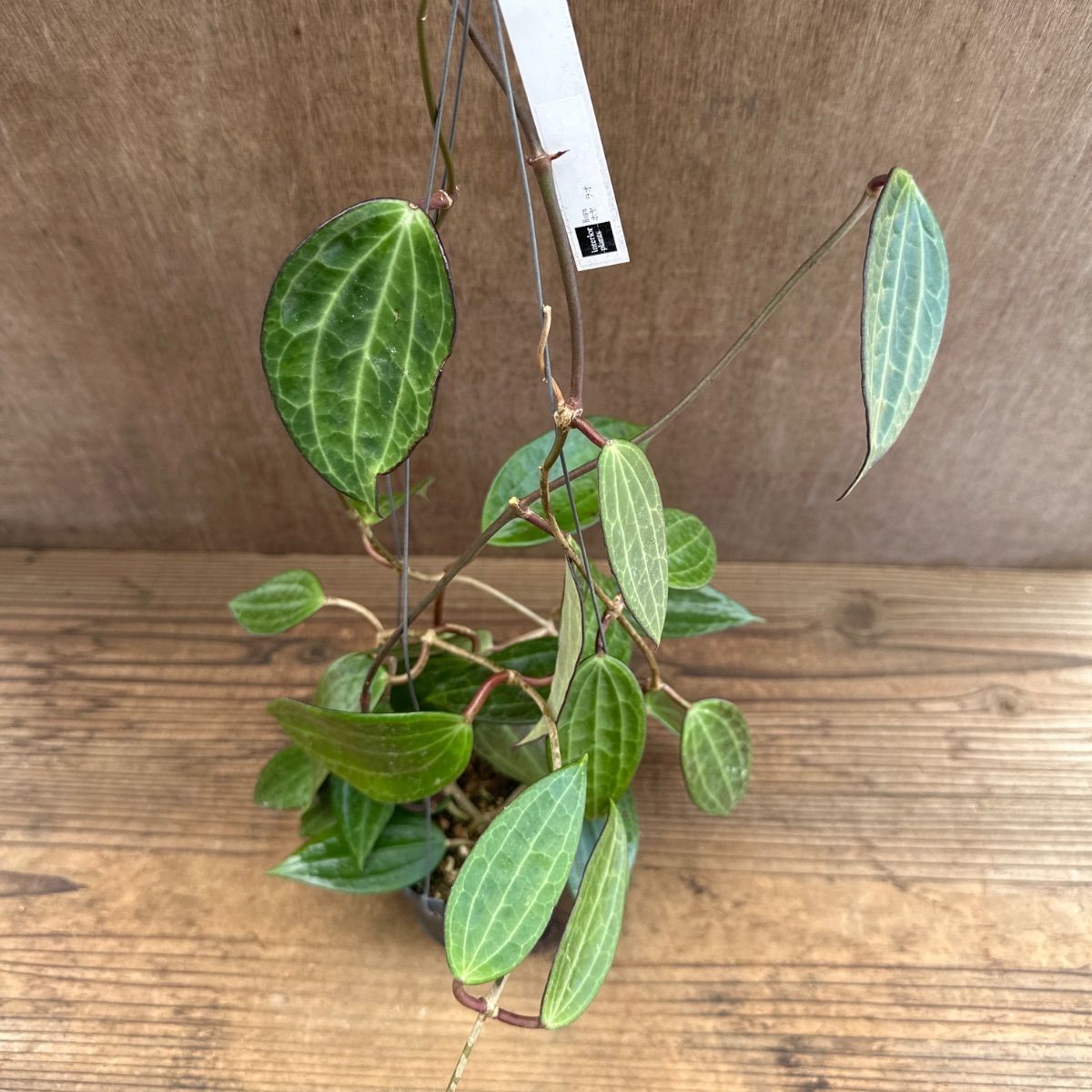 ホヤ ラオ ② 現品 Hoya Lao ガガイモ科 ホヤ属 サクララン 桜蘭 観葉