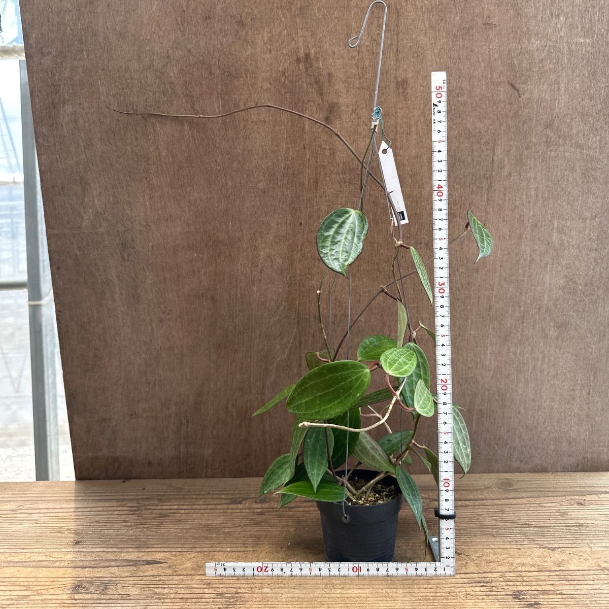 ホヤ ラオ ② 現品 Hoya Lao ガガイモ科 ホヤ属 サクララン 桜蘭 観葉