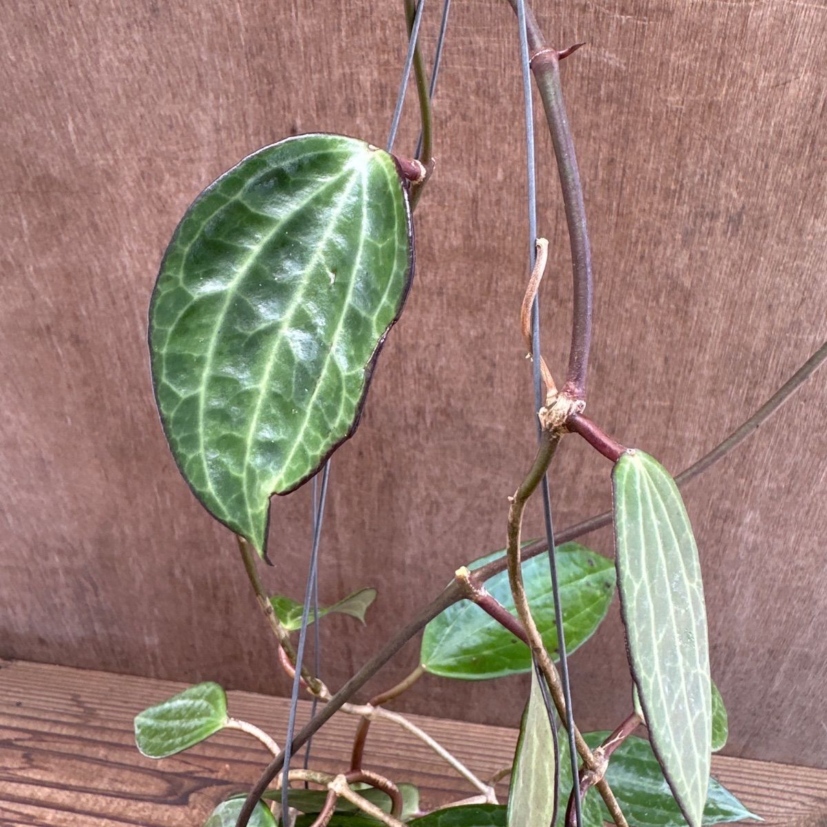 ホヤ ラオ ② 現品 Hoya Lao ガガイモ科 ホヤ属 サクララン 桜蘭 観葉