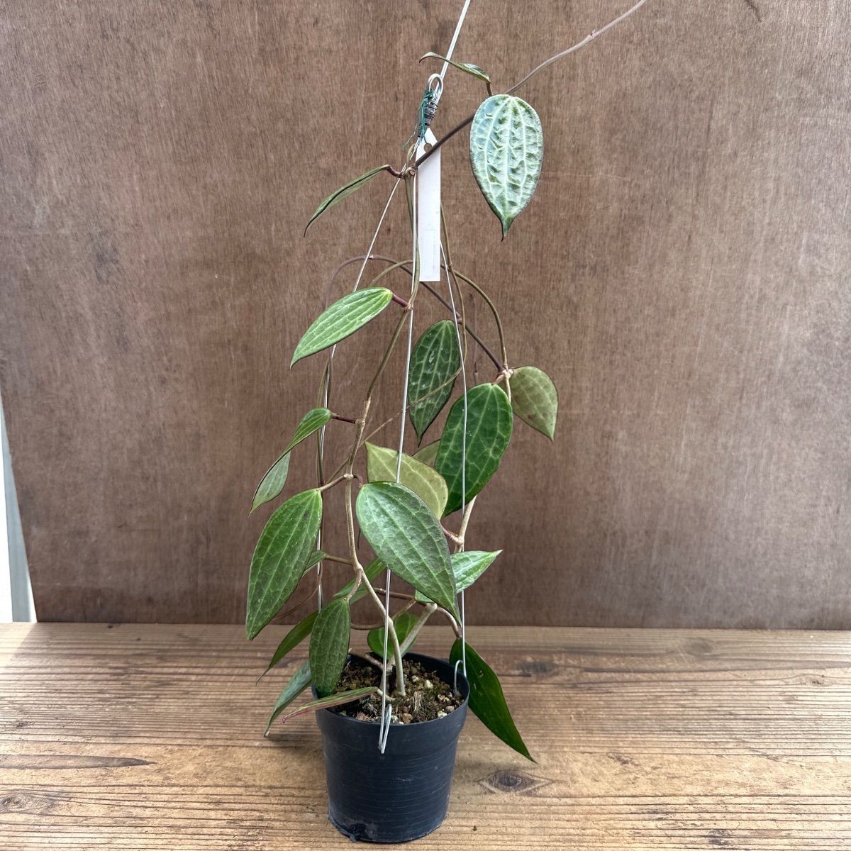 ホヤ ラオ ⑤ 現品 Hoya Lao ガガイモ科 ホヤ属 サクララン 桜蘭 観葉
