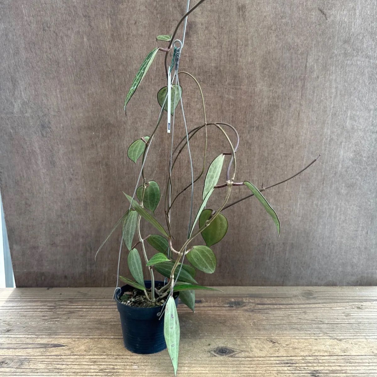 ホヤ ラオ ⑤ 現品 Hoya Lao ガガイモ科 ホヤ属 サクララン 桜蘭 観葉
