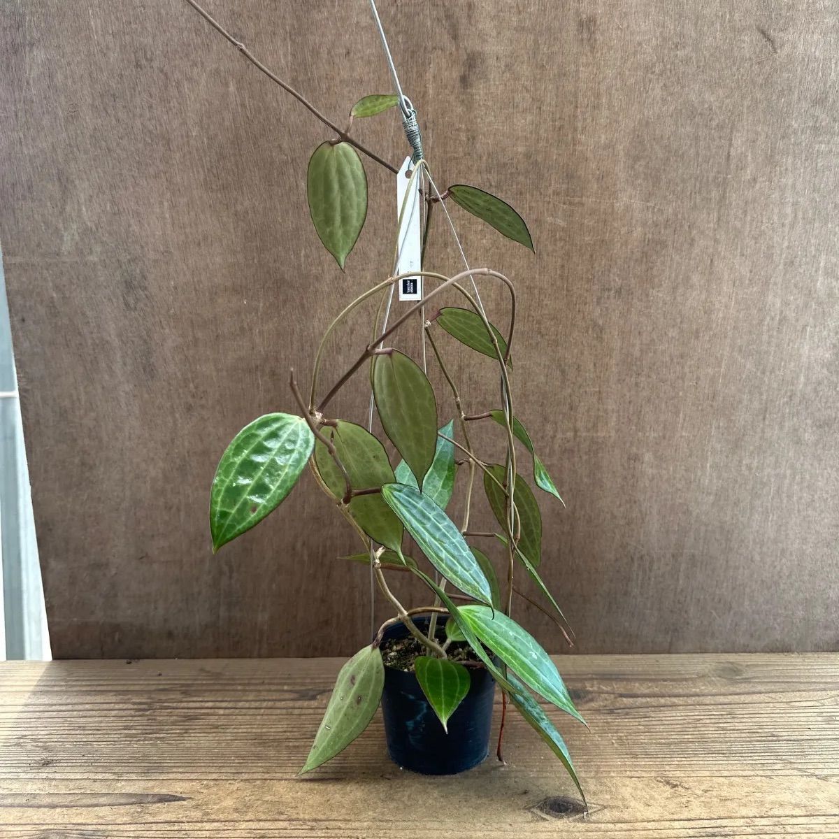 ホヤ ラオ ⑤ 現品 Hoya Lao ガガイモ科 ホヤ属 サクララン 桜蘭 観葉
