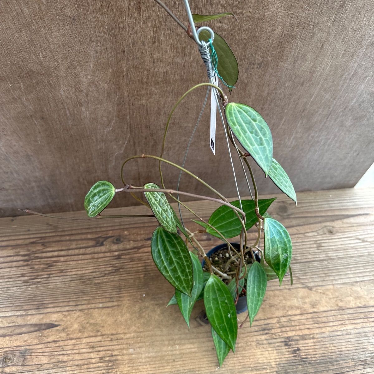 ホヤ ラオ ⑤ 現品 Hoya Lao ガガイモ科 ホヤ属 サクララン 桜蘭 観葉