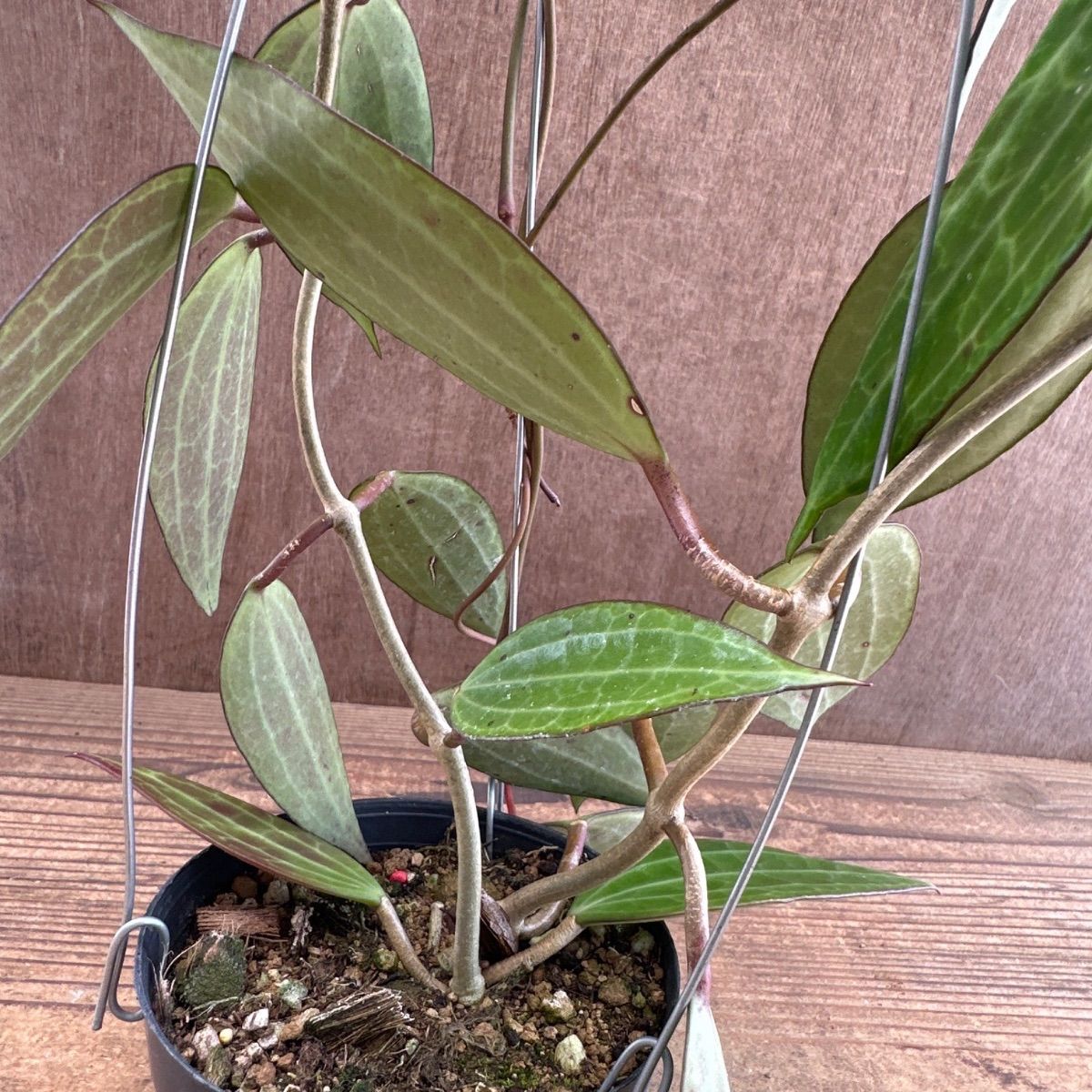 ホヤ ラオ ⑤ 現品 Hoya Lao ガガイモ科 ホヤ属 サクララン 桜蘭 観葉
