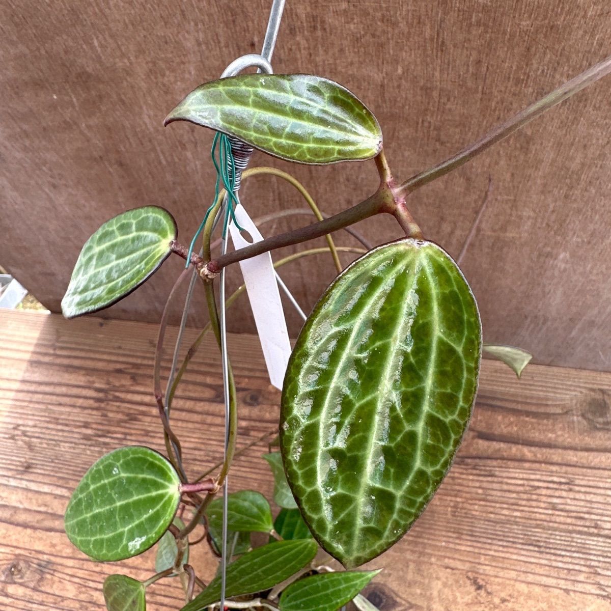ホヤ ラオ ⑤ 現品 Hoya Lao ガガイモ科 ホヤ属 サクララン 桜蘭 観葉