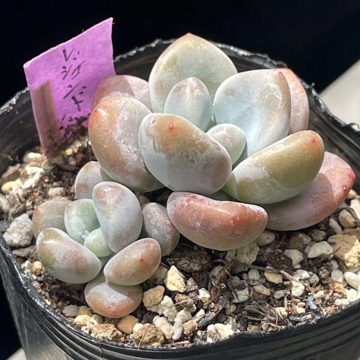 多肉植物♡レジェンド❤︎抜き苗(根付き) - メルカリ