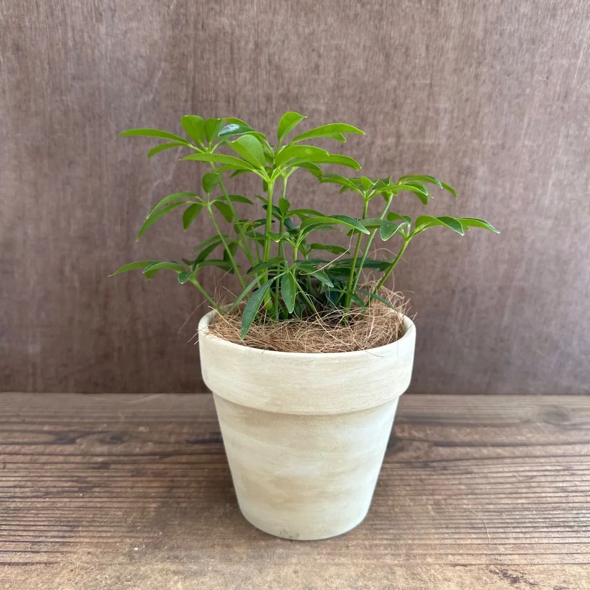 美原良 鉢 pep鉢 植物鉢】美原良 pep 0131 RYO MIHARA 陶器鉢 <4> | A-PLANTS