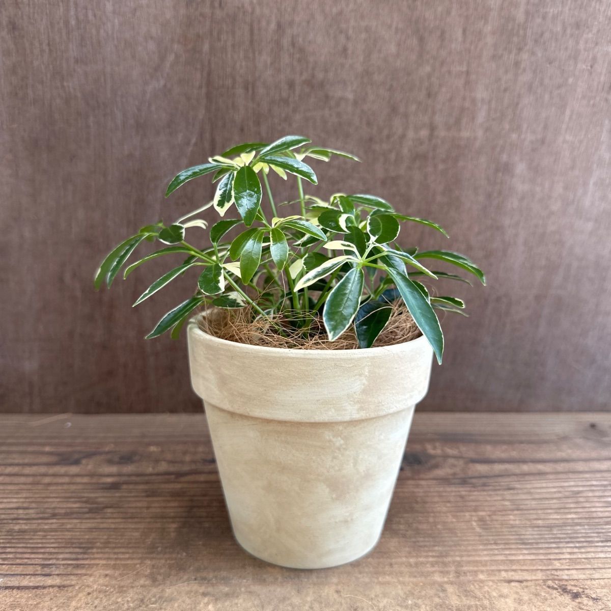 シェフレラ ムーンドロップ ② 陶器鉢 現品 Schefflera arboricola