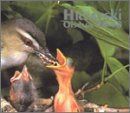 【CD】Oiseaux 96-98